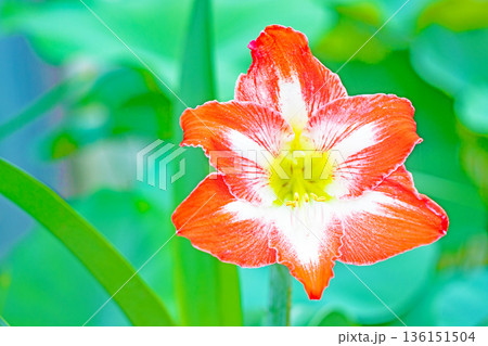 家の周りの草花　四季の色々　花壇の彩り　紫の大輪のアマリリスの花が彩りを添えています 136151504