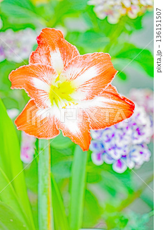 家の周りの草花　四季の色々　花壇の彩り　紫の大輪のアマリリスの花が彩りを添えています 136151507