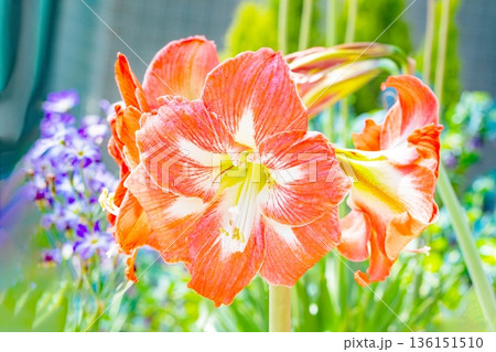 家の周りの草花 四季の色々 花壇の彩り 紫の大輪のアマリリスの花が彩りを添えています 家の周りの草花 四季の色々 花壇の彩り 紫の大輪のアマリリスの花が彩りを添えています 136151510