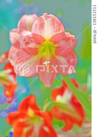 家の周りの草花 四季の色々 花壇の彩り 紫の大輪のアマリリスの花が彩りを添えています 家の周りの草花 四季の色々 花壇の彩り 紫の大輪のアマリリスの花が彩りを添えています 136151511