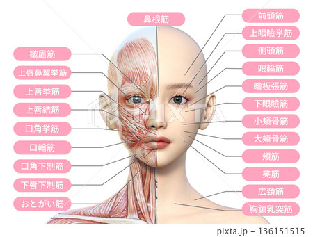 顔の左半分が筋肉解剖図の女性のイラスト  人体模型 上半身正面 136151515