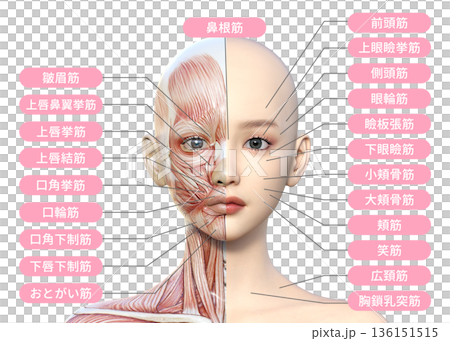 插圖展示了一位女性的左半邊臉部肌肉解剖結構，人體模型，上半身正面 136151515