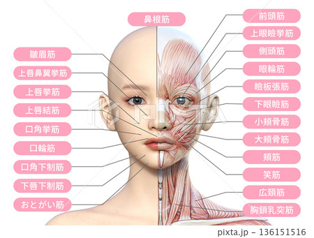 顔の右半分が筋肉解剖図の女性のイラスト 人体模型 上半身正面 顔の右半分が筋肉解剖図の女性のイラスト 人体模型 上半身正面 136151516