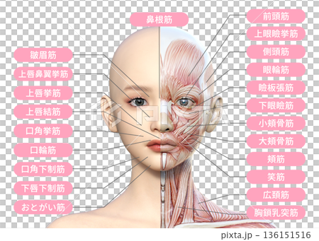 顔の右半分が筋肉解剖図の女性のイラスト 人体模型 上半身正面 顔の右半分が筋肉解剖図の女性のイラスト 人体模型 上半身正面 136151516