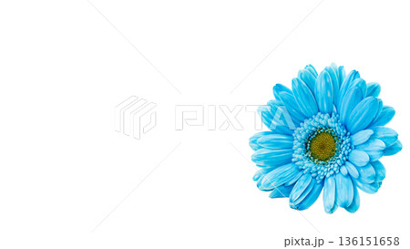 青いガーベラの花 マクロ撮影 背景透過素材 青いガーベラの花 マクロ撮影 背景透過素材 136151658