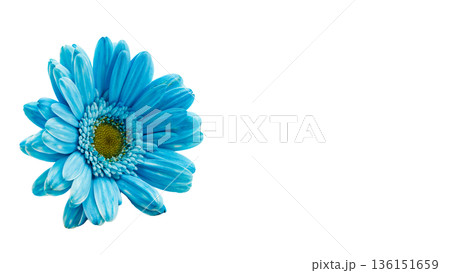 青いガーベラの花 マクロ撮影 背景透過素材 136151659