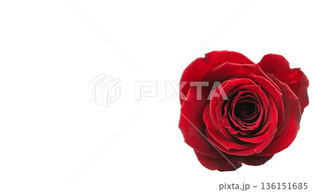 赤い薔薇の花 マクロ撮影 背景透過 136151685