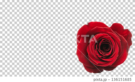 赤い薔薇の花 マクロ撮影 背景透過 136151685
