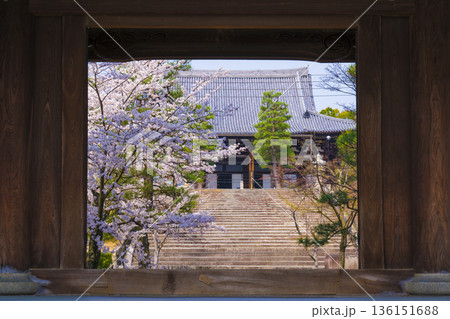 京都　金戒光明寺の桜　山門から御影堂を見る 136151688