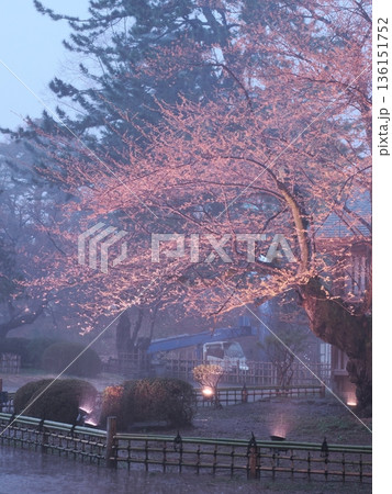 雨の日の一本桜のライトアップ|しっとり幻想的な夜桜 雨の日の一本桜のライトアップ|しっとり幻想的な夜桜 136151752