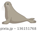 横を向いているアシカ 136151768
