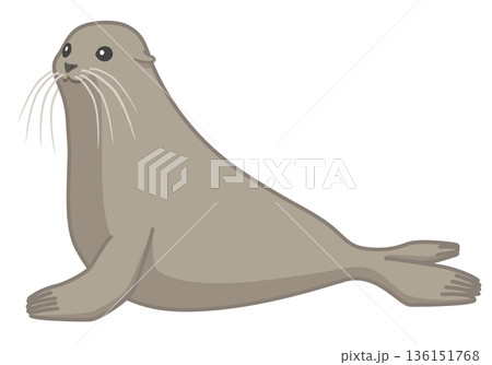 横を向いているアシカ 136151768