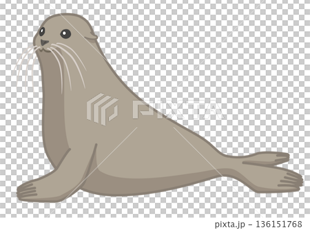 横を向いているアシカ 136151768