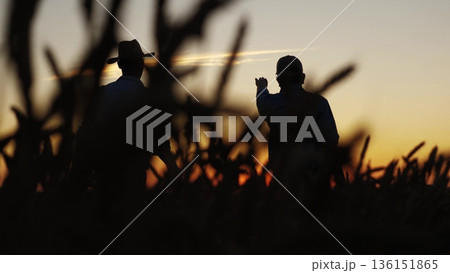 Two farmers celebrate wheat field, Golden sunset over bountiful harvest, Joyful farmer raising arm triumph, Wheat fields stretch horizon, Evening glow enhances rural scene, Successful harvest brings 136151865