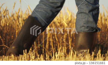 person walking through field tall grass. person wearing boots jeans, High tech tools farmers, Agricultural strategies with tech, Future farming digital tools, farmer guide smart devices, Optimizing 136151881