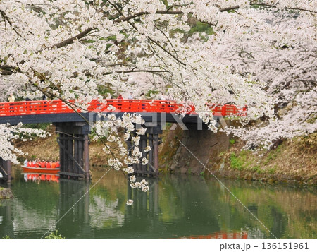 桜が映る弘前城の堀｜水面と花の情緒ある風景 136151961