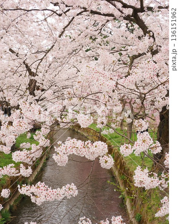桜が映る弘前城の堀｜水面と花の情緒ある風景 136151962