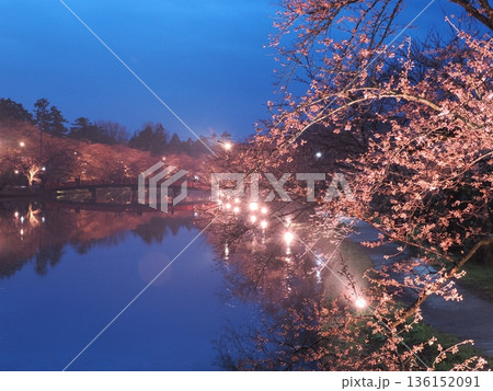 弘前城 春陽橋の桜（咲き始め）｜マジックアワーのライトアップ風景 136152091