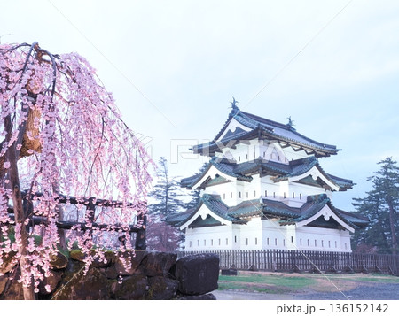 天守閣と夜桜のライトアップ｜弘前城の春、観光用素材 136152142