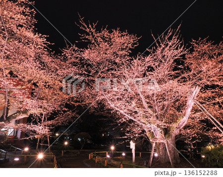 小雨に濡れる桜の景色｜夜桜 136152288