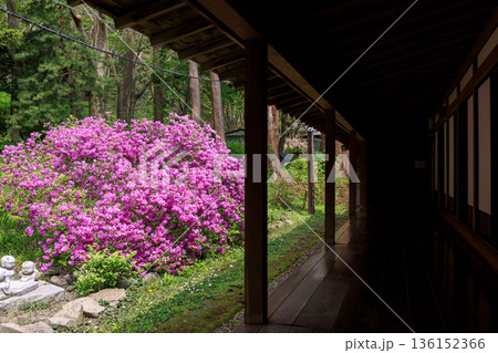北海道伊達市、有珠善光寺の客殿裏に咲くヨドガワツツジ【5月】 北海道伊達市、有珠善光寺の客殿裏に咲くヨドガワツツジ【5月】 136152366