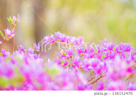 家の周りの草花 四季の色々 初夏の頃、里山の麓を山ツツジの花が紫に彩りました 家の周りの草花 四季の色々 初夏の頃、里山の麓を山ツツジの花が紫に彩りました 136152470