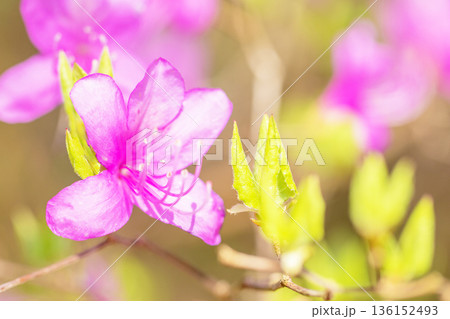 家の周りの草花 四季の色々 初夏の頃、里山の麓を山ツツジの花が紫に彩りました 家の周りの草花 四季の色々 初夏の頃、里山の麓を山ツツジの花が紫に彩りました 136152493