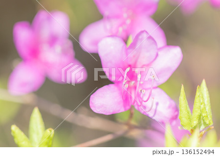 家の周りの草花 四季の色々 初夏の頃、里山の麓を山ツツジの花が紫に彩りました 家の周りの草花 四季の色々 初夏の頃、里山の麓を山ツツジの花が紫に彩りました 136152494
