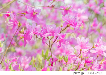 家の周りの草花 四季の色々 初夏の頃、里山の麓を山ツツジの花が紫に彩りました 家の周りの草花 四季の色々 初夏の頃、里山の麓を山ツツジの花が紫に彩りました 136152496