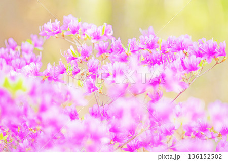 家の周りの草花 四季の色々 初夏の頃、里山の麓を山ツツジの花が紫に彩りました 家の周りの草花 四季の色々 初夏の頃、里山の麓を山ツツジの花が紫に彩りました 136152502