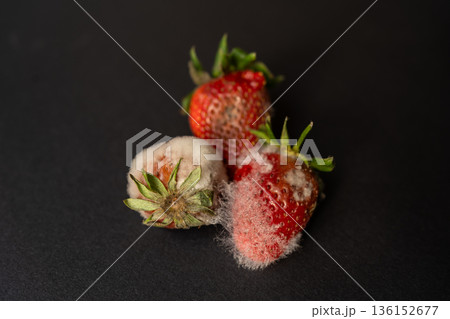 Rotten strawberries with large white fungal mold on black background. 136152677