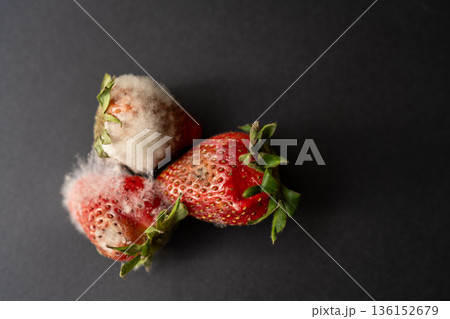 Rotten strawberries with large white fungal mold on black background. Rotten strawberries with large white fungal mold on black background. 136152679