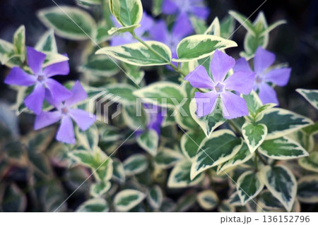 斑入りニチニチソウの花 斑入りニチニチソウの花 136152796