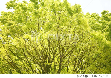 ケヤキ 若葉の茂る頃 ケヤキ 若葉の茂る頃 136152806
