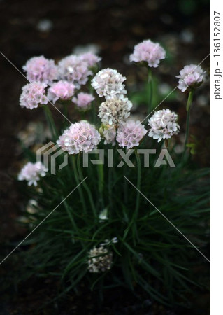 セイヨウマツムシソウの花 136152807