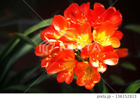 クンシラン 朱赤色の花 クンシラン 朱赤色の花 136152813