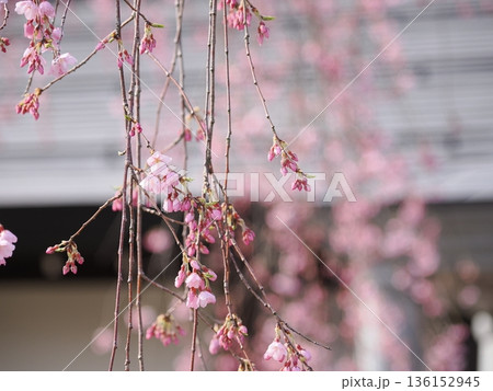 枝垂れ桜のマクロ|ふんわりピンクの花びらテクスチャ背景(角館・武家屋敷通り) 枝垂れ桜のマクロ|ふんわりピンクの花びらテクスチャ背景(角館・武家屋敷通り) 136152945