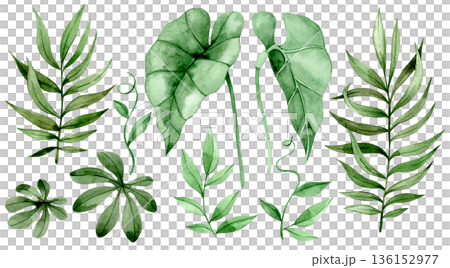 Watercolor set with tropical palm and monstera leaves. Clip art. Watercolor set with tropical palm and monstera leaves. Clip art. 136152977
