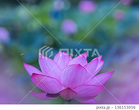 美しい蓮の花 136153056