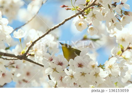 桜の花の蜜を吸うメジロ 136153059