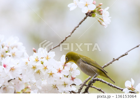 桜の花の蜜を吸うメジロ 136153064