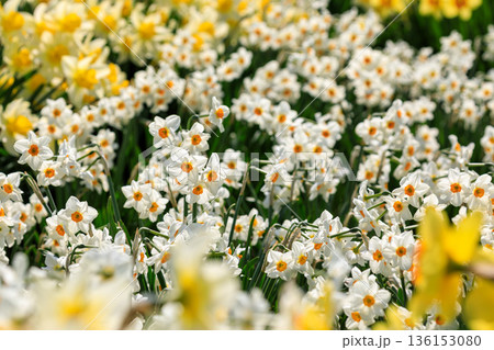 北海道洞爺湖町、およそ20万本のスイセンが花を咲かせるスイセンの丘【5月】 136153080