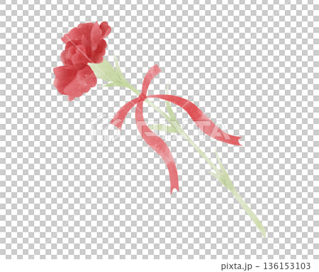 Illustration of a red carnation with a ribbon Illustration of a red carnation with a ribbon 136153103