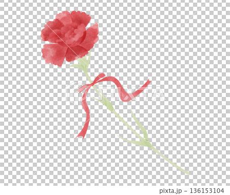 Illustration of a red carnation with a ribbon Illustration of a red carnation with a ribbon 136153104