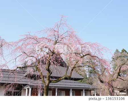 角館武家屋敷通りの枝垂れ桜｜春の町並み風景 136153106