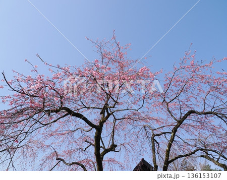 角館の武家屋敷通りを彩る枝垂れ桜｜花見の名所 136153107