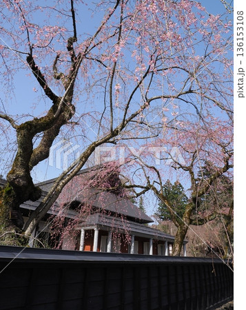 角館武家屋敷通りの枝垂れ桜｜春の町並み風景 136153108