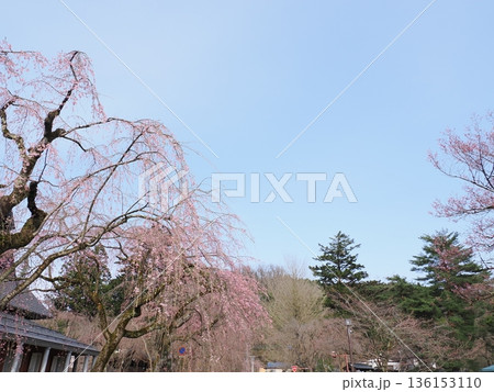 角館武家屋敷通りの枝垂れ桜|春の町並み風景 角館武家屋敷通りの枝垂れ桜|春の町並み風景 136153110