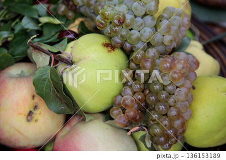 Autumn Harvest. Ripe apples and bunch of grapes Autumn Harvest. Ripe apples and bunch of grapes 136153189