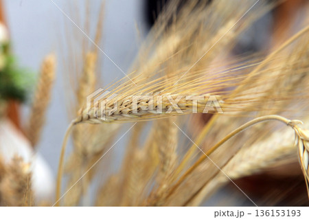 Wheat 136153193